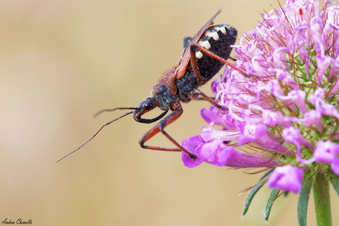 Reduviidae: Rhynocoris sp. e Rhynocoris erythropus